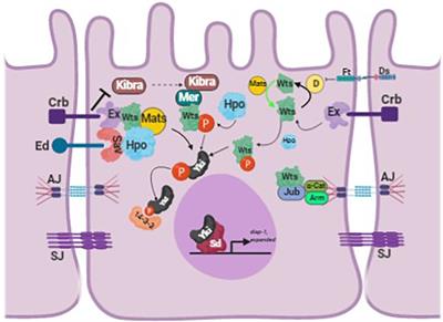 Roles of Membrane and Vesicular Traffic in Regulation of the Hippo Pathway